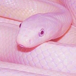 Meet your Posher, Abigail